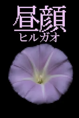 Hirugao cover